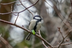 シジュウカラ