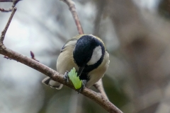 シジュウカラ