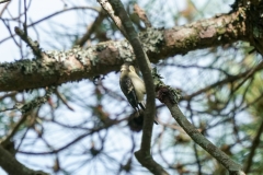 シジュウカラ全長15cm(幼鳥)