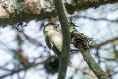 シジュウカラ全長15cm(幼鳥)