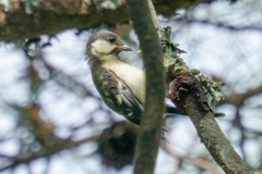 シジュウカラ全長15cm(幼鳥)