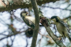 シジュウカラ全長15cm
