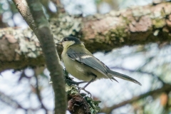 シジュウカラ全長15cm(親)