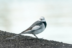 シベリアハクセキレイ 迷鳥　2019.10.30撮影
