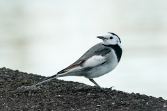 シベリアハクセキレイ 迷鳥　2019.10.30撮影