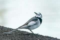 シベリアハクセキレイ 迷鳥　2019.10.30撮影