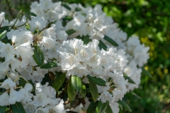 NOB01908-1