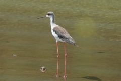 セイタカシギ　留鳥・旅鳥　全長37cm　2020/09/07