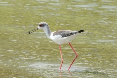 セイタカシギ　留鳥・旅鳥　2019.9.7撮影　全長37cm