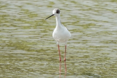 セイタカシギ　留鳥・旅鳥　2019.9.7撮影　全長37cm