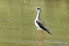 セイタカシギ　留鳥・旅鳥　2019.9.7撮影　全長37cm