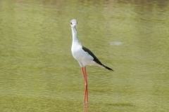 セイタカシギ　留鳥・旅鳥　2019.9.7撮影　全長37cm