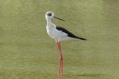 セイタカシギ　留鳥・旅鳥　2019.9.7撮影　全長37cm