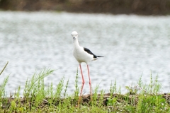 セイタカシギ　留鳥・漂鳥　全長37cm　2020/05/20