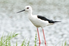 セイタカシギ　留鳥・漂鳥　全長37cm　2020/05/20