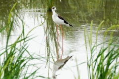 セイタカシギ　旅鳥・留鳥　全長37cm
