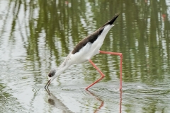 セイタカシギ　旅鳥・留鳥　全長37cm