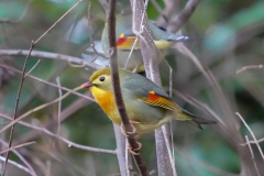 ソウシチョウ