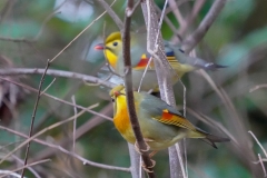 ソウシチョウ