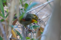 ソウシチョウ