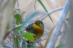 ソウシチョウ