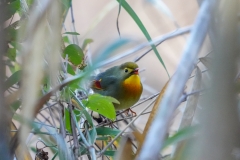 ソウシチョウ