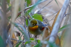 ソウシチョウ