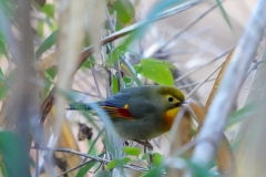 ソウシチョウ