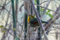 ソウシチョウ
