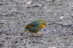 ソウシチョウ