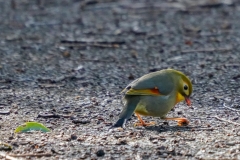 ソウシチョウ