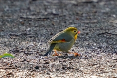 ソウシチョウ