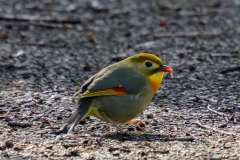 ソウシチョウ