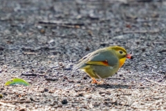 ソウシチョウ