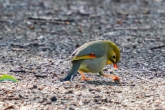 ソウシチョウ