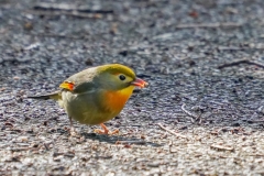 ソウシチョウ