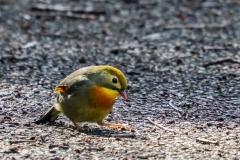 ソウシチョウ