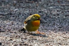 ソウシチョウ