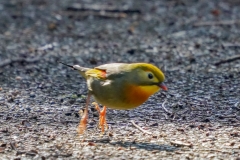 ソウシチョウ