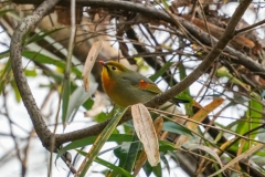 ソウシチョウ