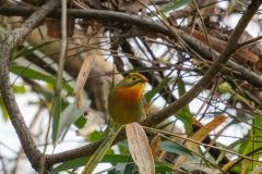 ソウシチョウ