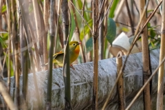 ソウシチョウ