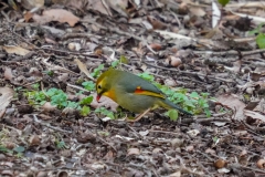 ソウシチョウ