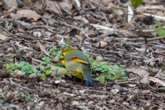 ソウシチョウ