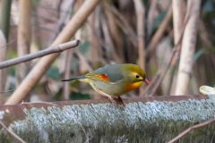 ソウシチョウ