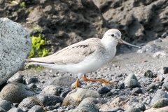 ソリハシシギ　旅鳥　全長23cm　