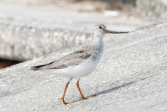 ソリハシシギ　旅鳥　全長23cm　