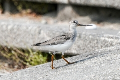ソリハシシギ　旅鳥　全長23cm　