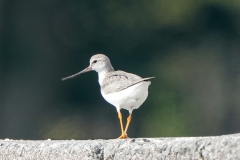 ソリハシシギ　旅鳥　全長23cm　
