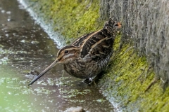 タシギ　 冬鳥・旅鳥　全長27cm